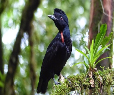 bare-necked-umbrella-bird