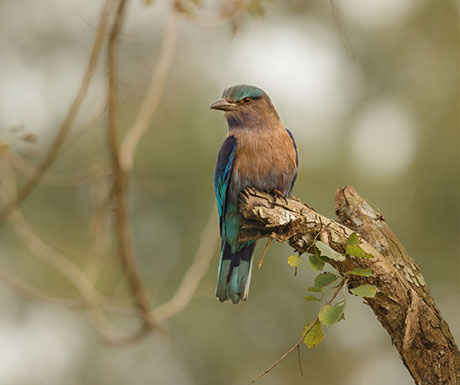 indiawildlife