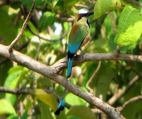 blue-crowned-motmot