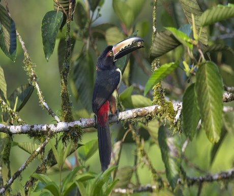 fiery-billed-arcari