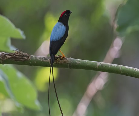 long-tailed-manakin