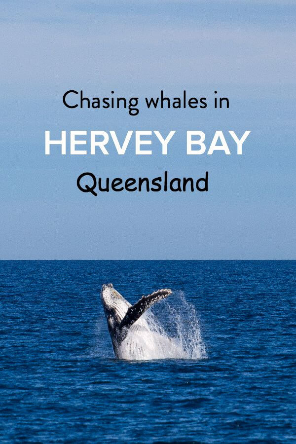 Looking for the best Hervey Bay whale watching tours? We found it. 