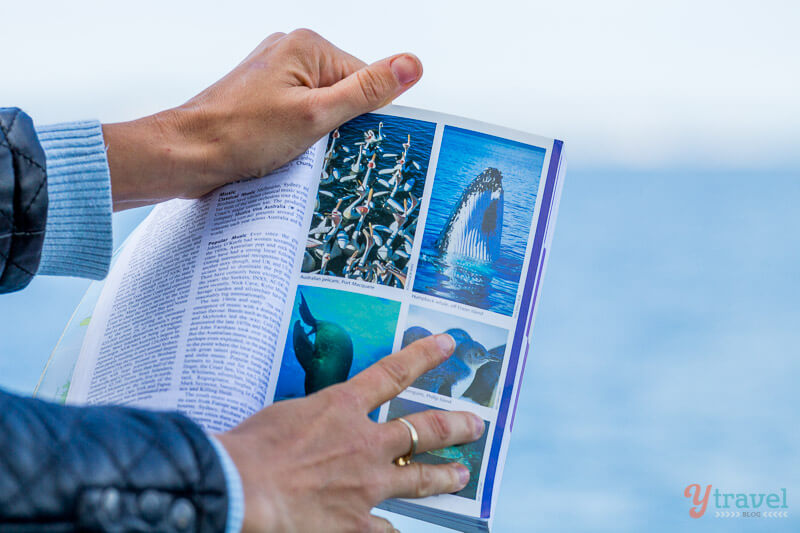 Whale watching in Hervey Bay, Queensland, Australia