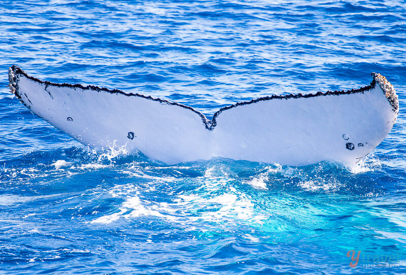 Whale watching in Hervey Bay, Queensland, Australia