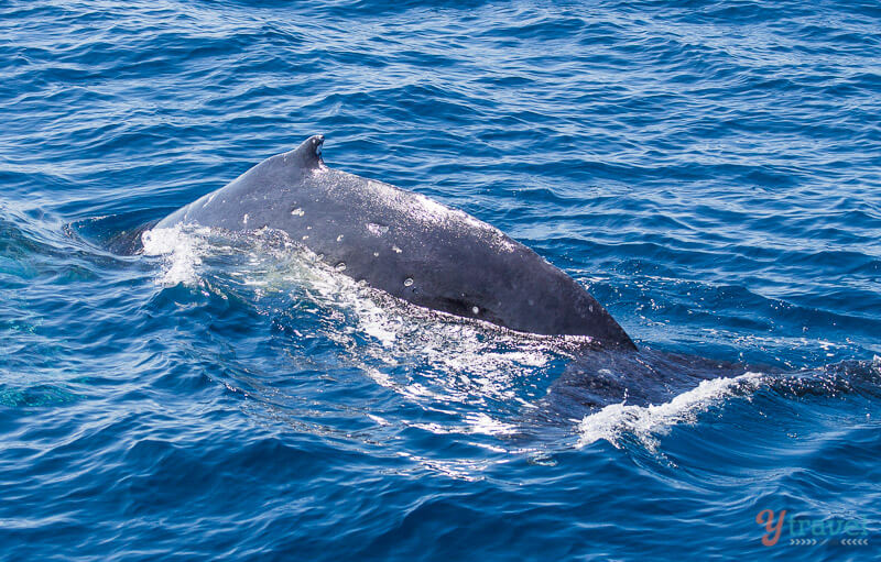 Whale watching in Hervey Bay, Queensland, Australia