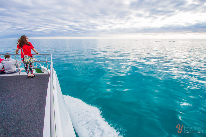 Whale watching in Hervey Bay, Queensland, Australia