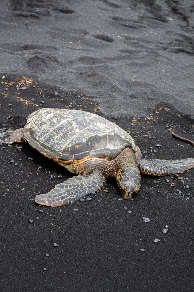 Turtle on Punaluu Beach (Black Sand Beach) on the Big Island of Hawaii