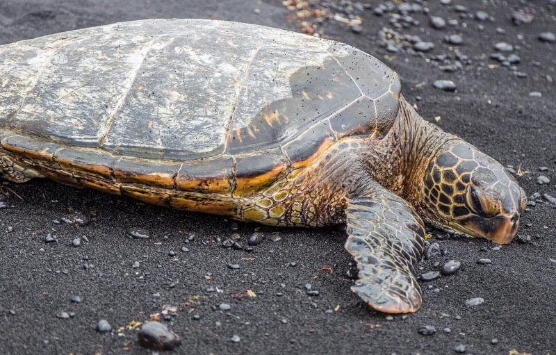 Turtle on Punaluu Beach (Black Sand Beach) on the Big Island of Hawaii