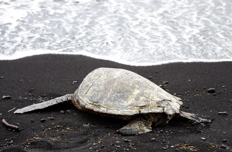 Turtle on Punaluu Beach (Black Sand Beach) on the Big Island of Hawaii