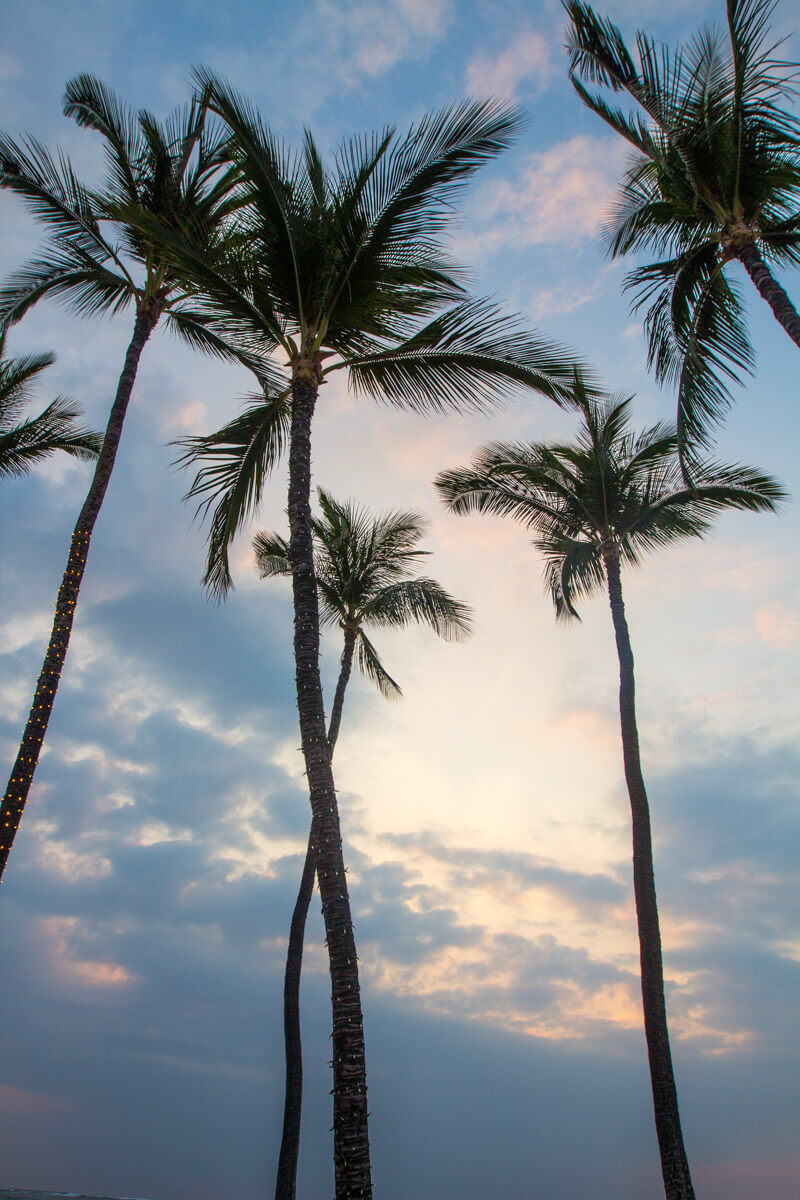 Palm trees at Hilton Waikoloa Village - Big Island Hawaii