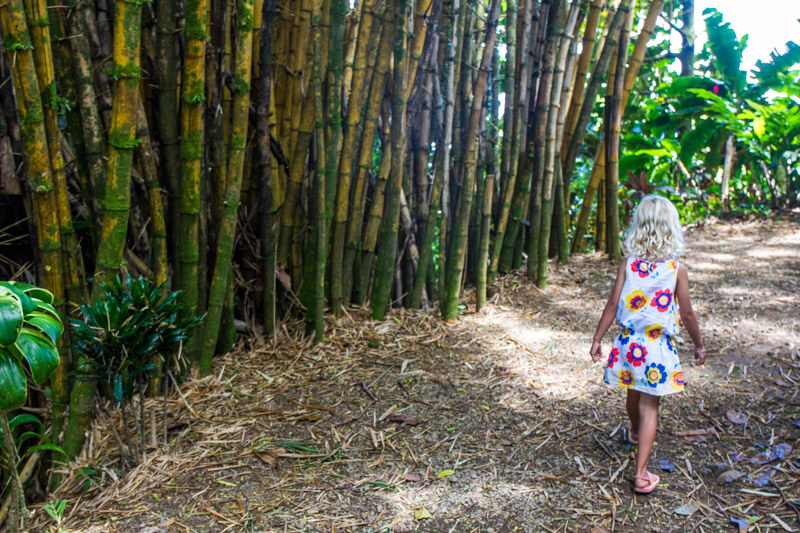 Bamboo Forest along the Road to Hana in Maui, Hawaii