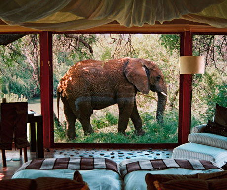 Safari in South Africa