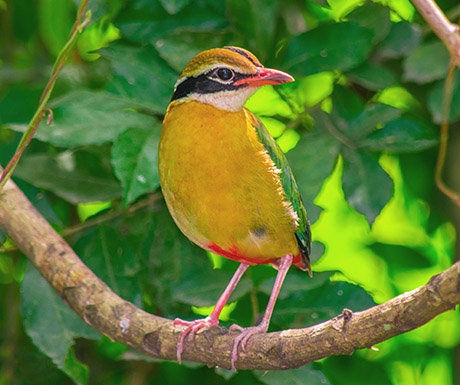 FEATHERY FRIENDS - BUNDALA BIRD SANCTURAY