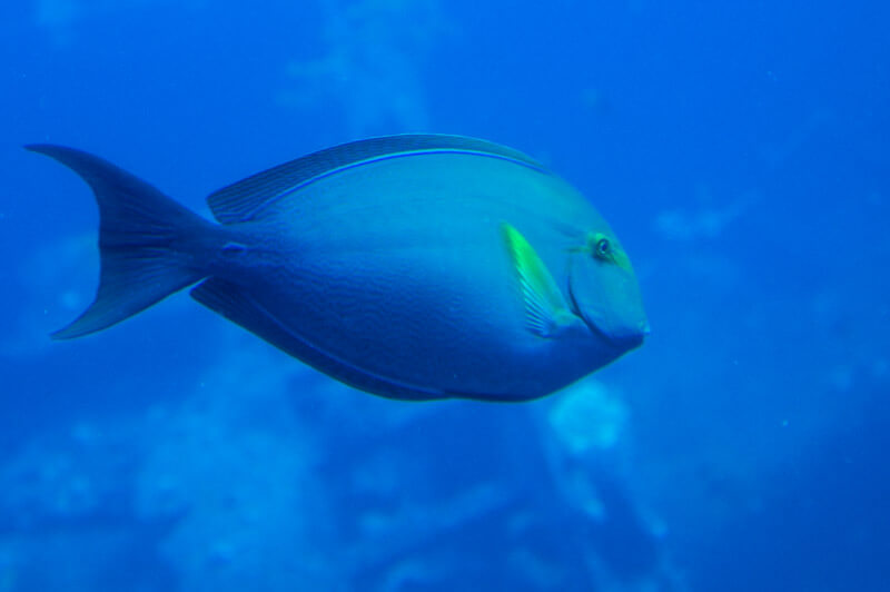 Atlantis Submarine - one of the best things to do in Waikiki with kids