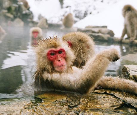 Snow monkeys in Yudanaka, Japan