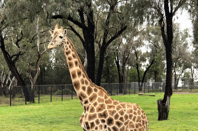 Seeing a giraffe at the Taronga Western Plains Zoo is one of the best things to do in Dubbo with kids