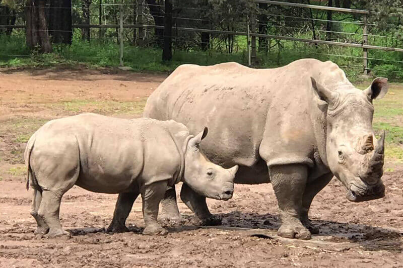 The Taronga Western Plains Zoo is home to over 700 animals and is one of the best things to do in Dubbo with kids