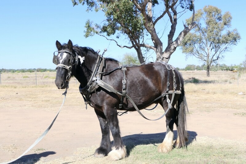 Lucky' is a beautiful Shire drafthorse who calls Nakadoo at Coonamble home