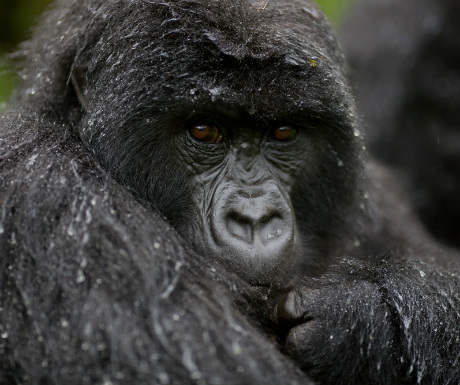 Bwindi Gorilla