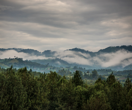 Bwindi forest landscapejpg