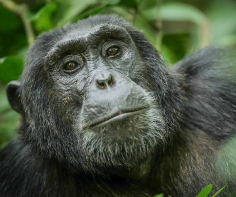 Kyambura Chimp