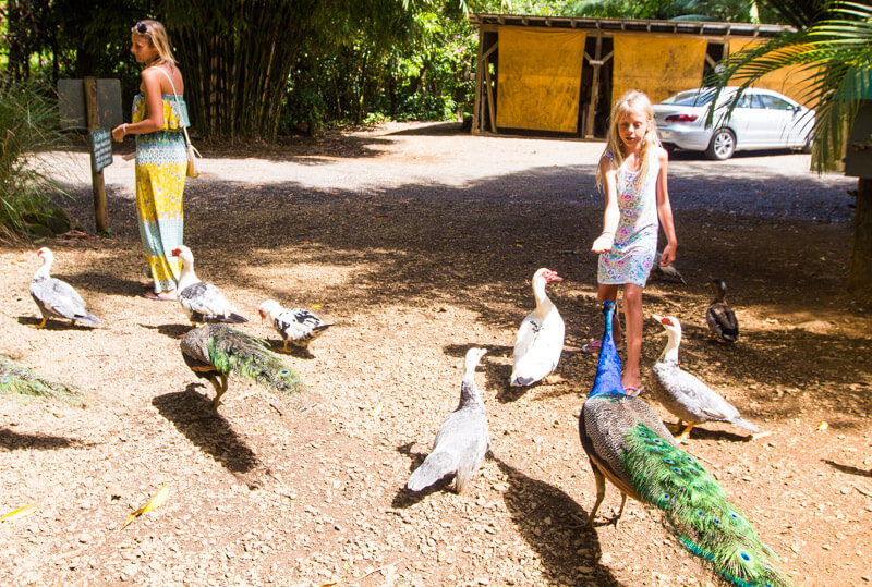 Garden of Eden bird feeding - one of the stops along the Road to Hana drive in Maui, Hawaii