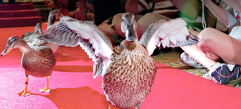 Peabody Ducks - one of the fun things to do in Memphis with kids