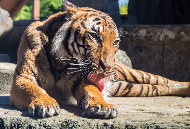 Tiger at Knoxville Zoo