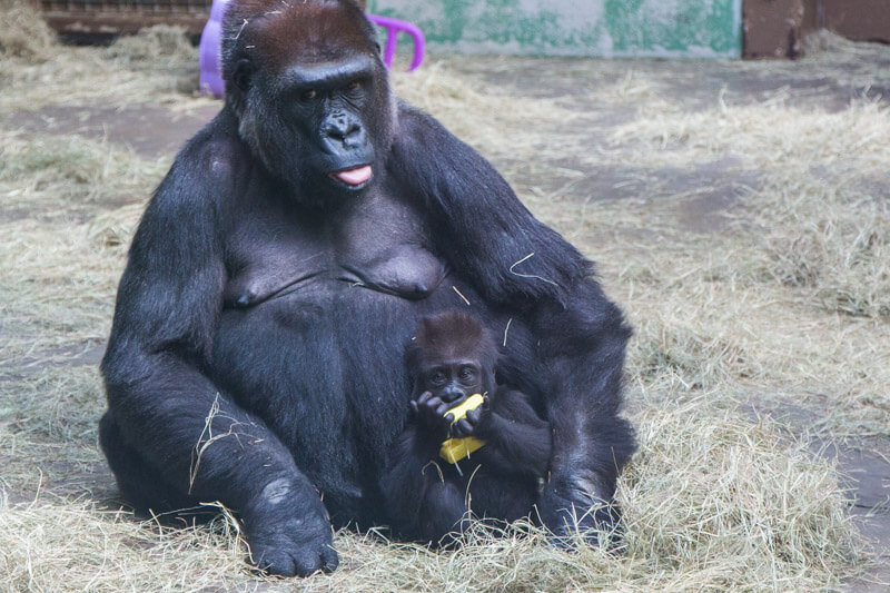 Baby gorilla at the Knoxville Zoo