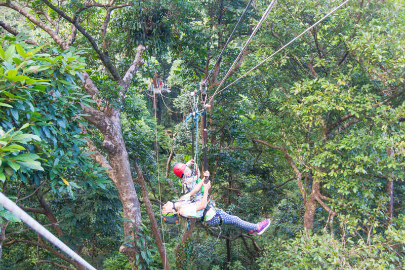 Jungle Surfing (zip lining) in the Daintree Rainforest of Queensland, Australia