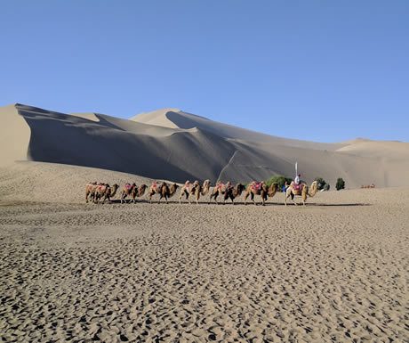 Camels at Mingsha Dunes, China