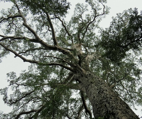 Garden Route, Tsitsikamma, Big Tree