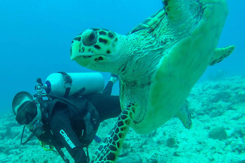 Diving with sea turtle in Caribbean 