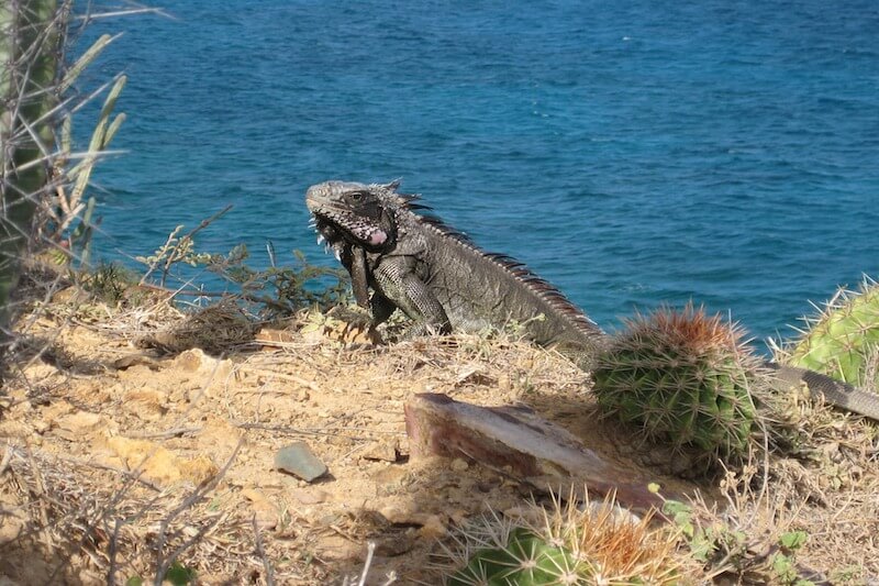 iguana sunbathing in Caribbean 