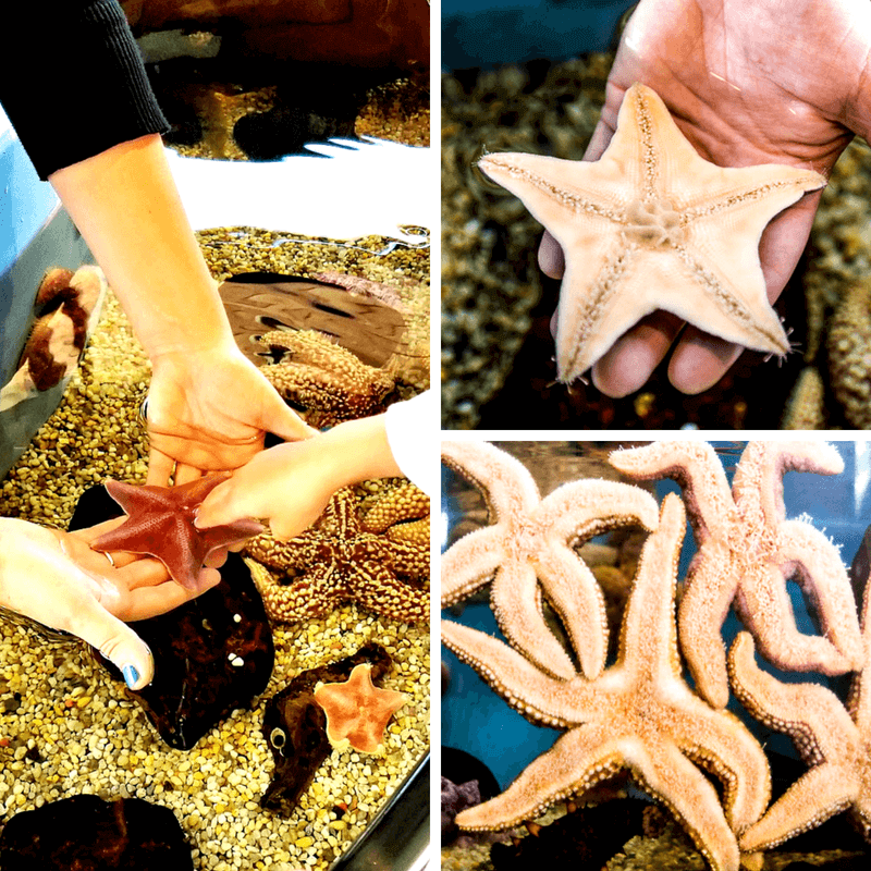 people holding starfish Dana Point Ocean Institute