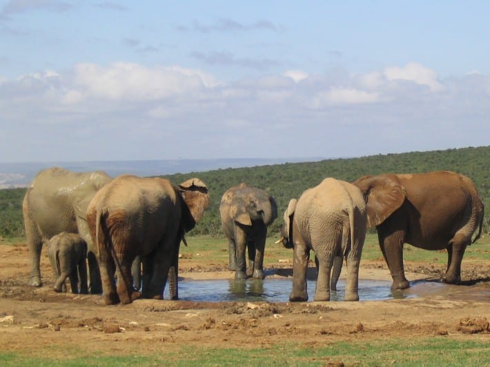 elephants drinking water