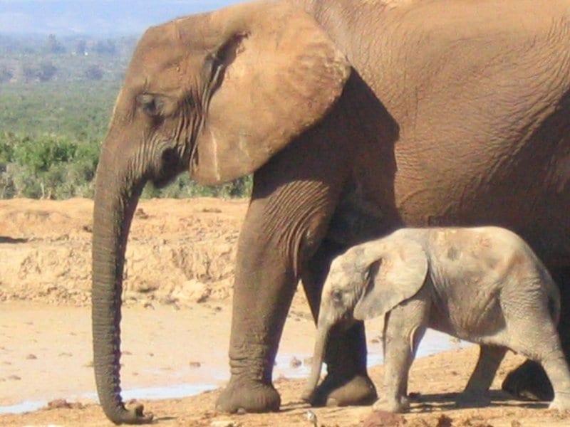 mother and baby elephant at waterhole at Addo Elephant Park, South Africa