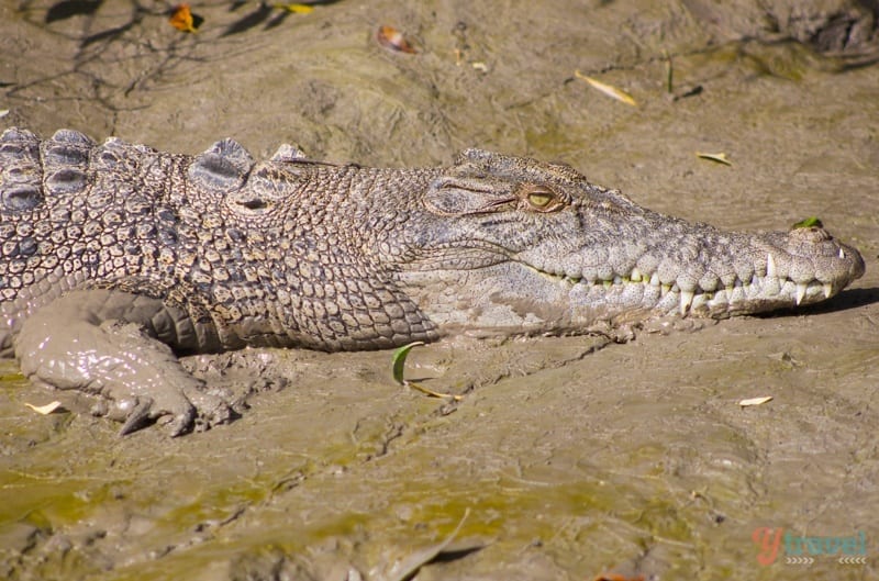 crocodile in the mud