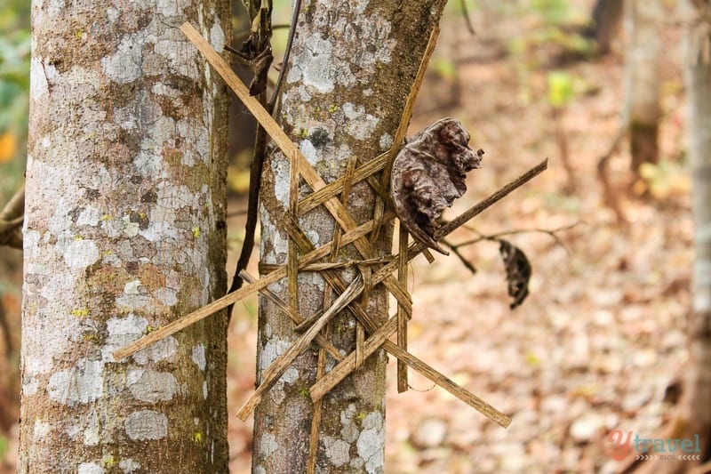 spirit eye wrapped on tree