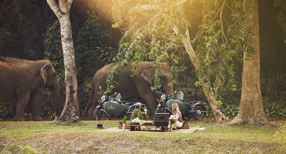 people picnicking with elephants walking by