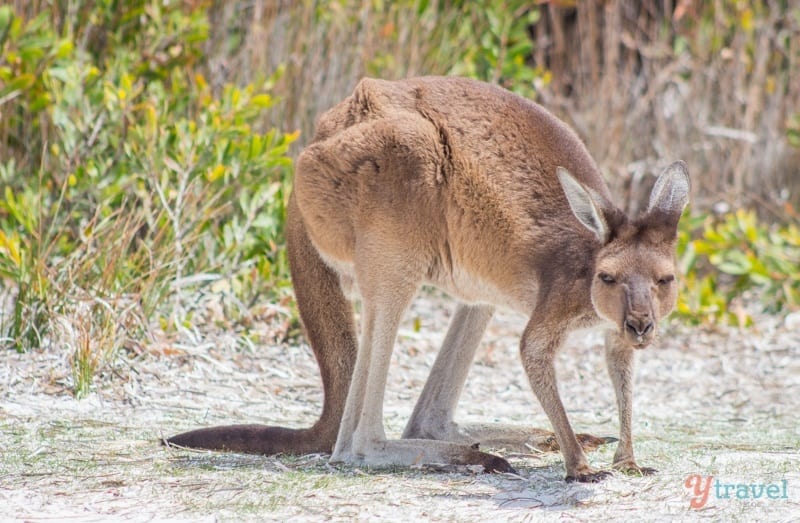 kangaroo