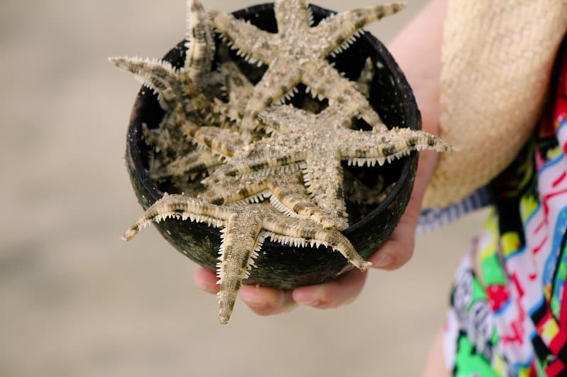 person holding starfish