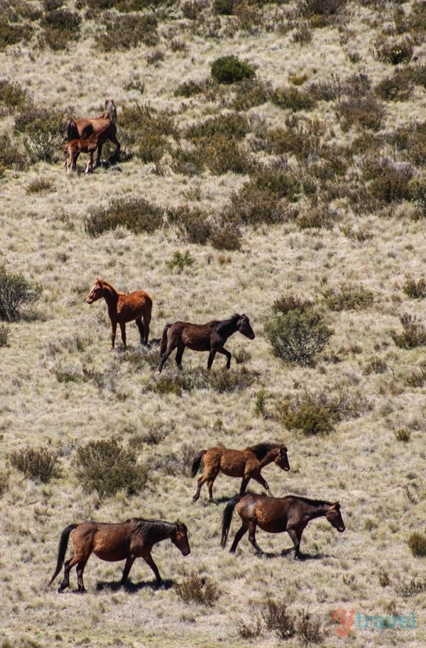 Wild Brumbies, Snowy Mountains, Australia