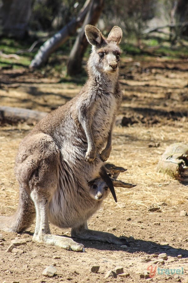 Kangaroo with joey in pouch in the Snowy Mountains, Australia