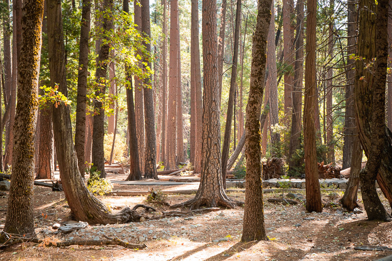 Yosemite valley floor