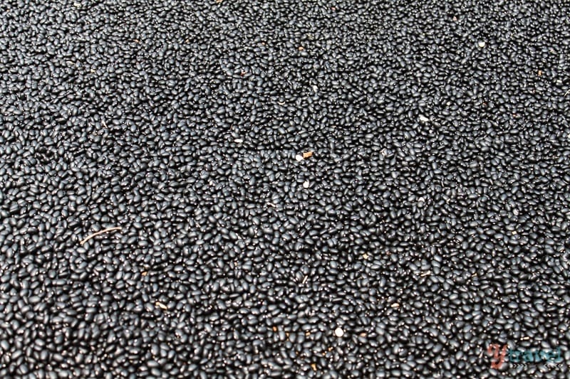 beans drying hill tribe village