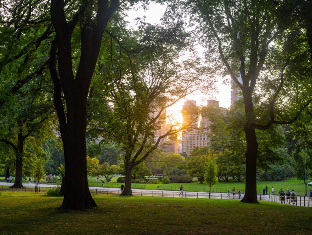 sunset poking through the trees in the mall central park