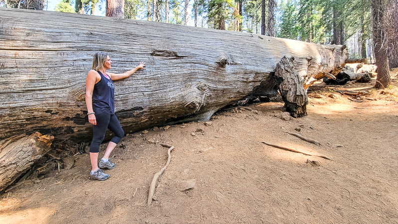 woman standing beside giant sequoia