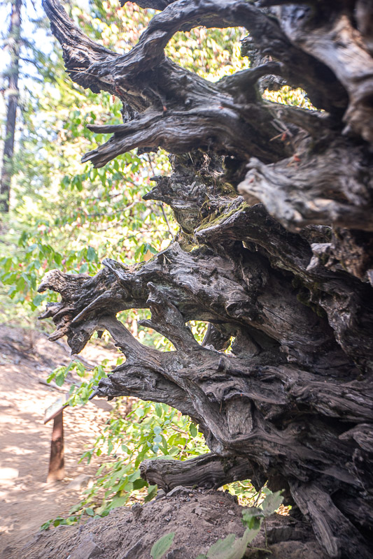 gnarled roots of sequoia tree