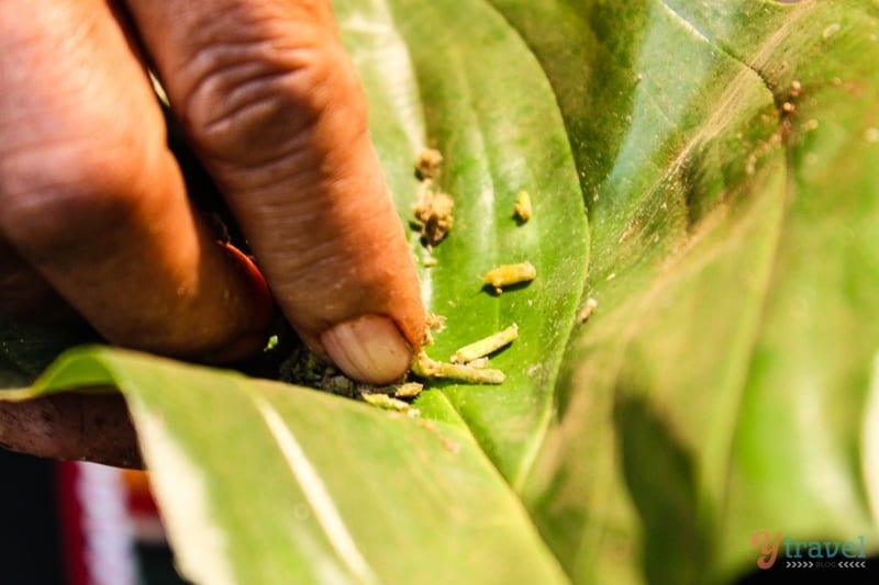 mixing medicine on leaf